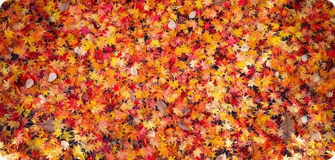 鮮やかな紅葉に包まれて