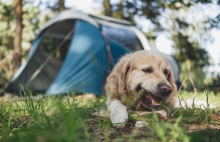 ペットとの楽しみ方