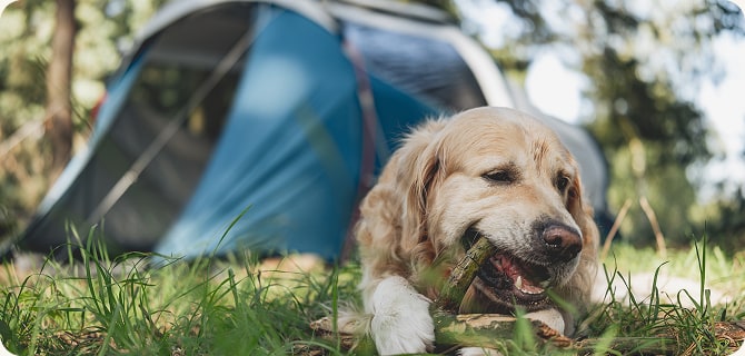 専用のドッグサイト、ノーリードで過ごす