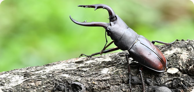 夏ならではの自然体験