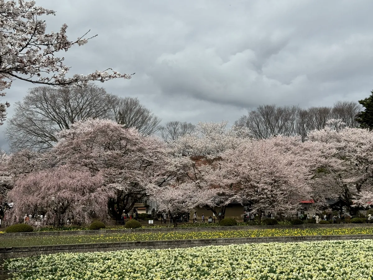 満開の桜並木と白や黄色の花畑が広がる春の風景