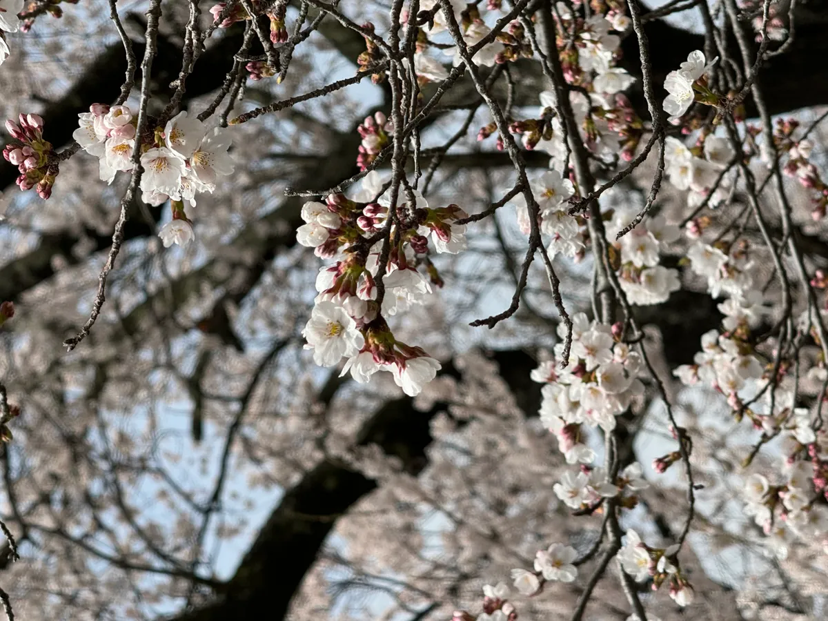 満開の桜が咲き誇る春の南アルプス三景園オートキャンプ場