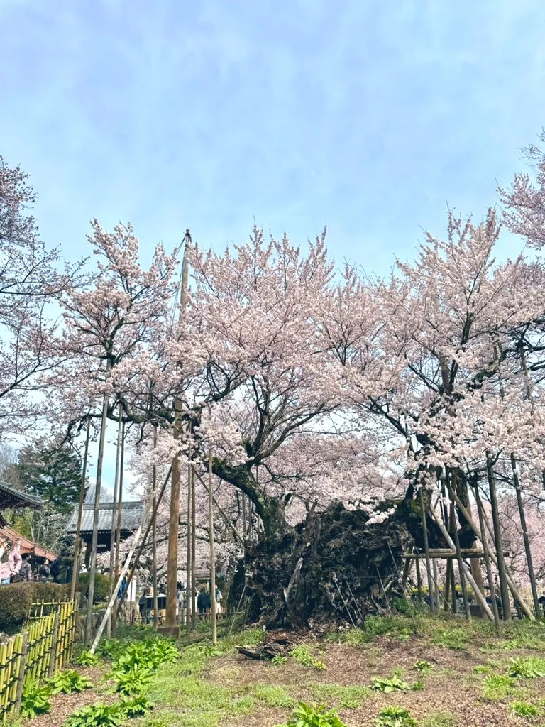 支柱に支えられた満開の桜の古木