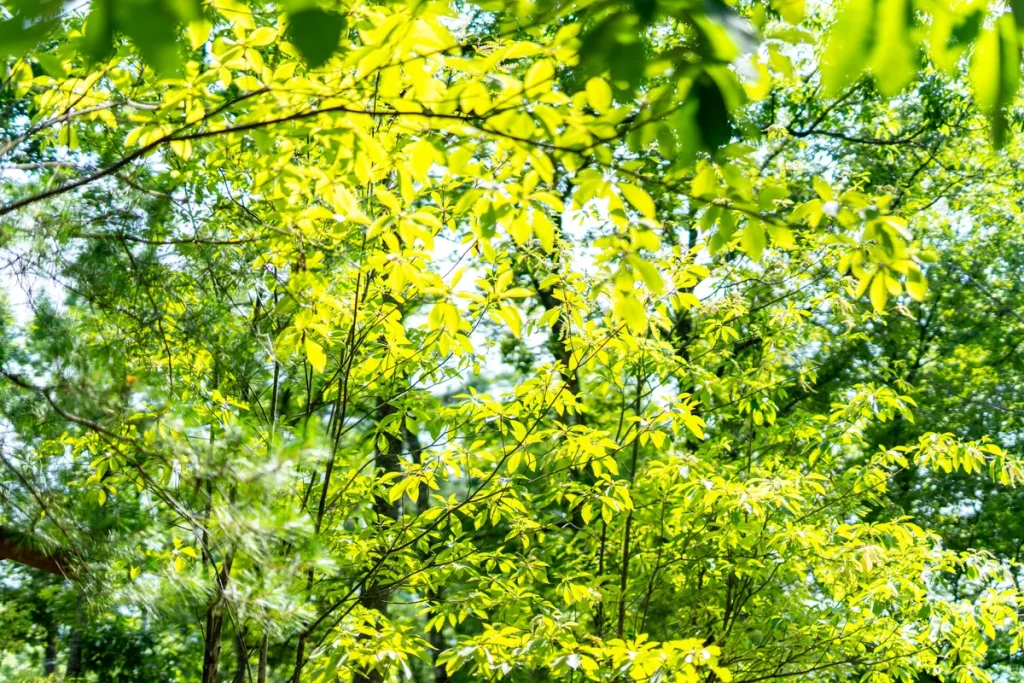 三景園の場内で光を受けて輝く新緑の葉