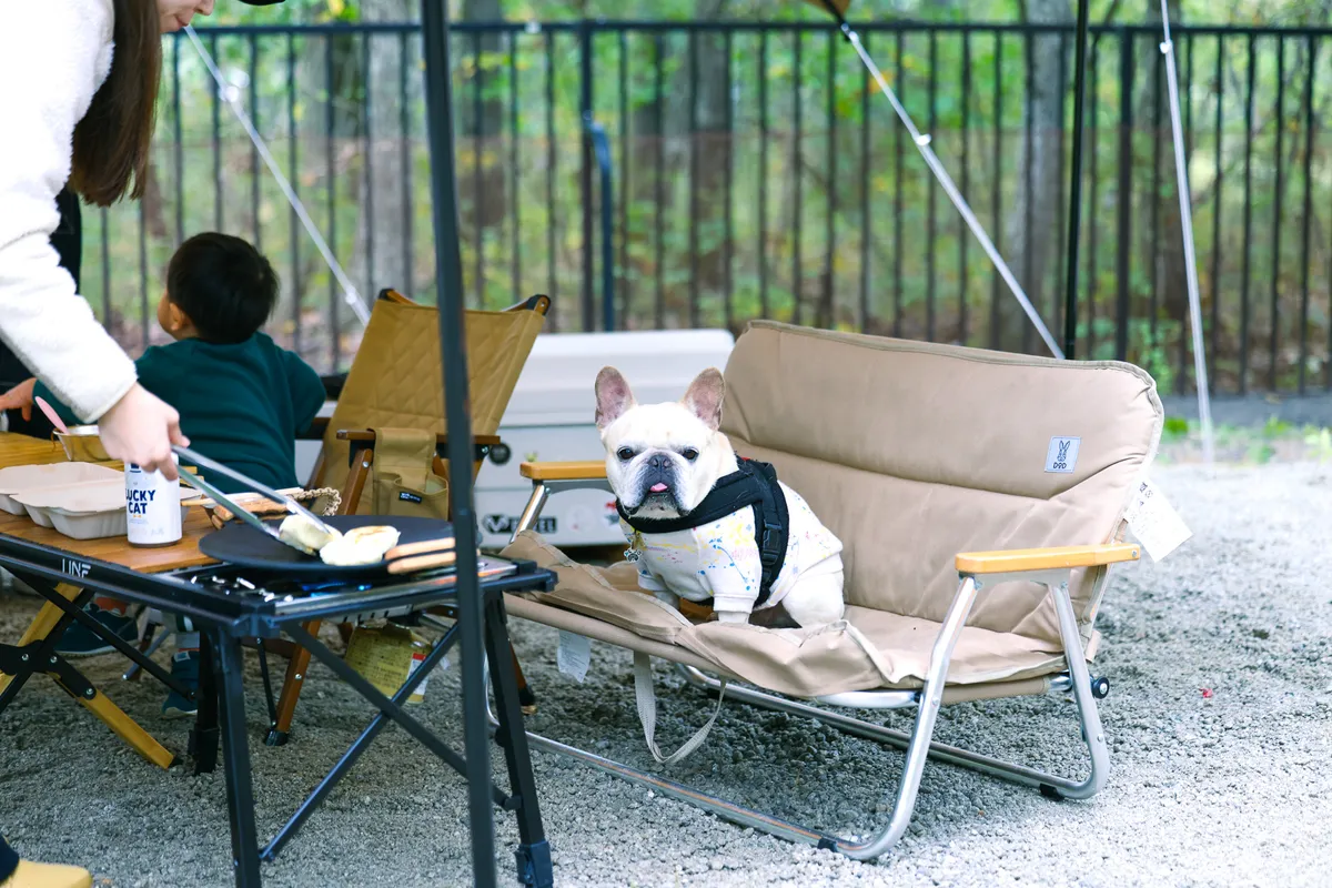 キャンプ場で料理を焼く様子と、椅子に座って見守る犬