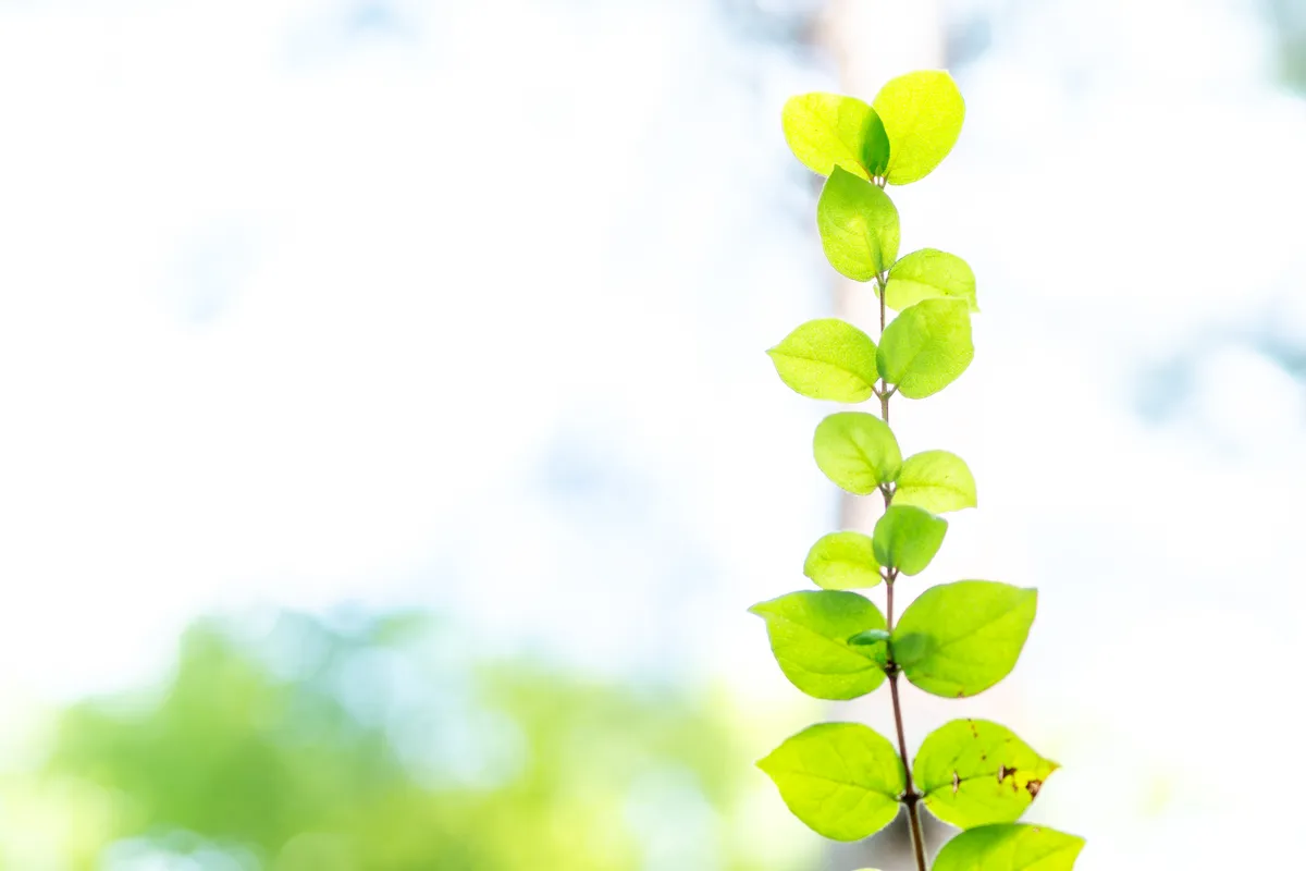 太陽光を浴びて透き通る新緑の葉