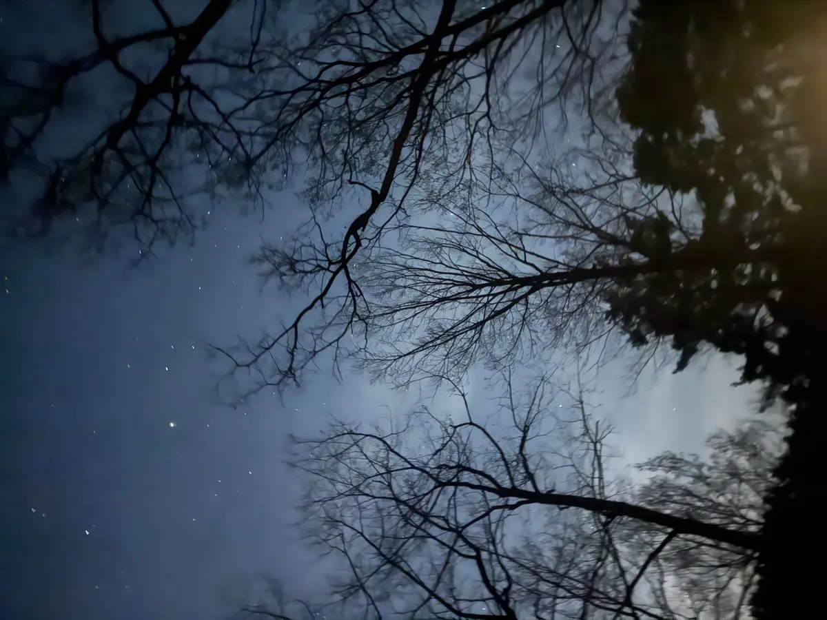 南アルプス三景園オートキャンプ場から見上げた星空と木々のシルエット