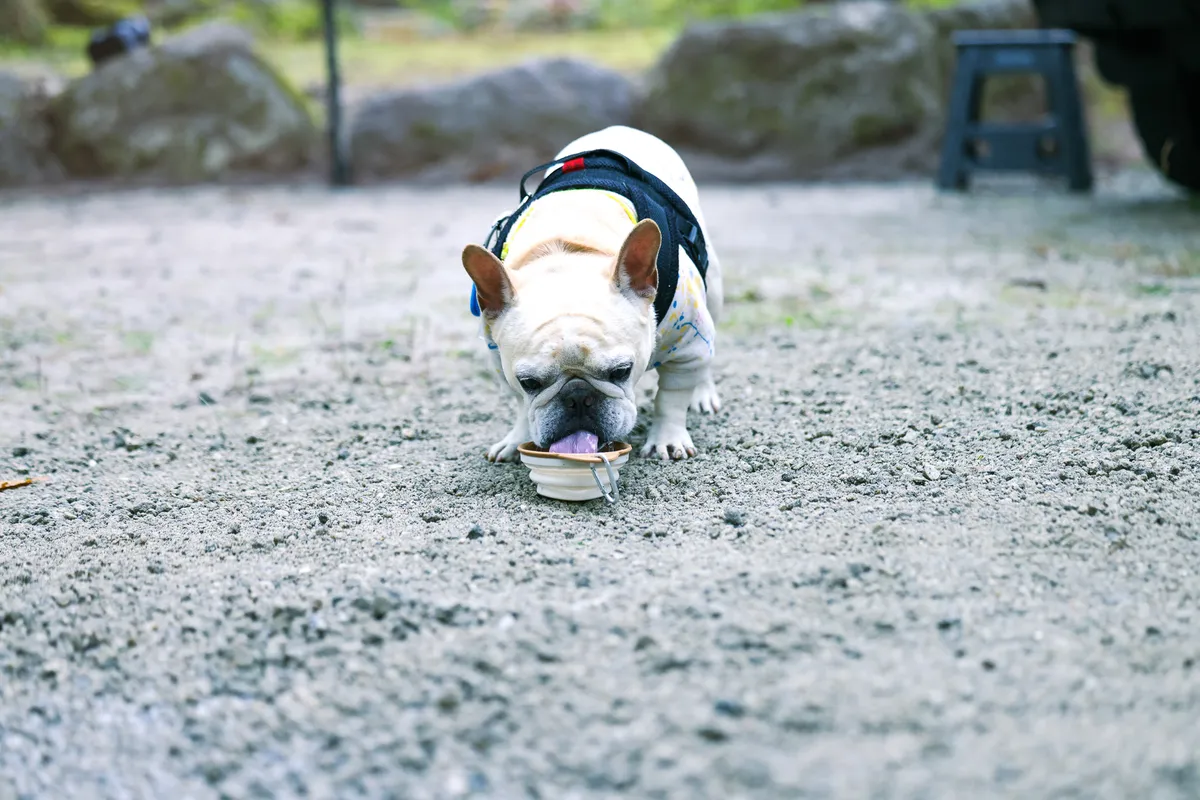 キャンプ場で水ボウルから水を飲むフレンチブルドッグ