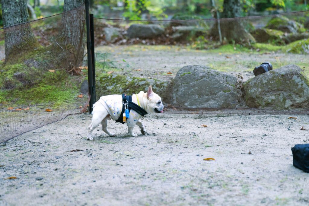犬がドッグサイトで散歩している様子。