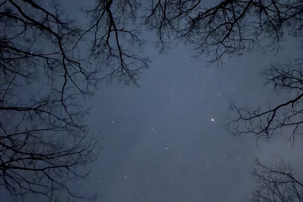 星空と樹木のシルエットが交差する美しい夜景。