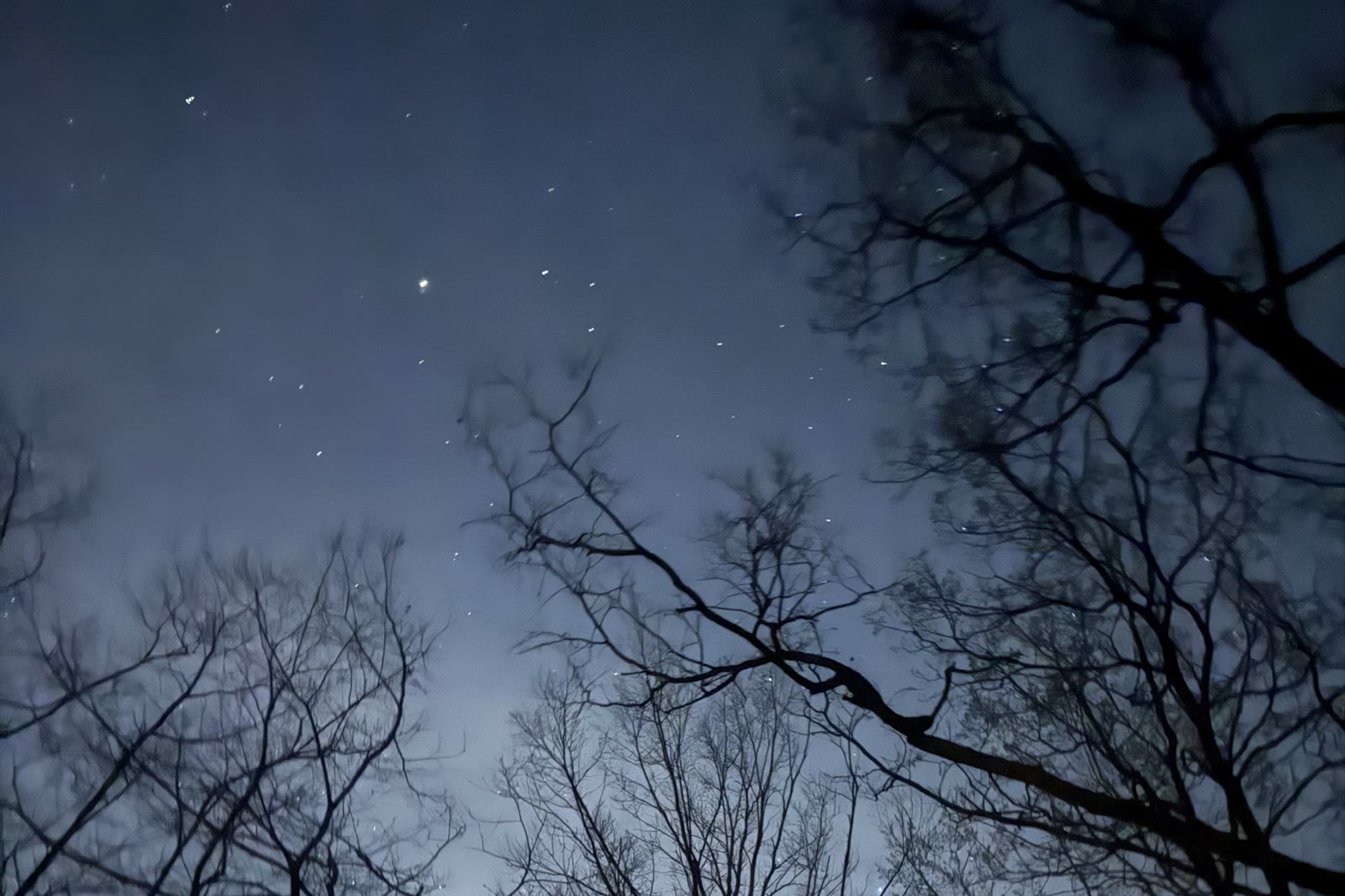 葉を落とした木々の向こうに広がる三景園の星空